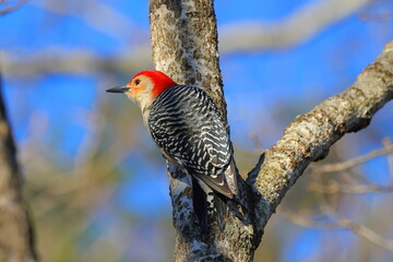 Red bellied woodpecker perched against blue sky blurry background. 
