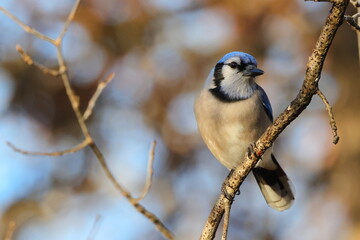 Bluejay perched against blurry blue sky background. 