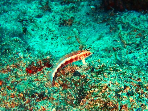 Parapercis pulchella in Kashiwajima, Otsuki, Kochi, Japan