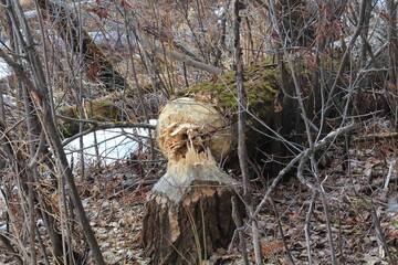 aspen felled by beavers © алексей семиколенных