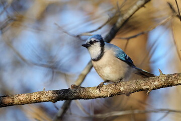 Bluejay perched against blurry blue sky background. 