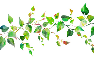 Obraz premium PNG Vine backgrounds nature plant.