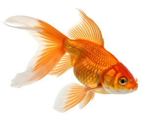 goldfish isolated on white