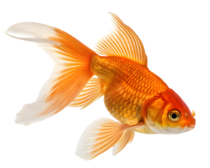 goldfish isolated on white