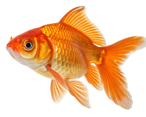 goldfish isolated on white background