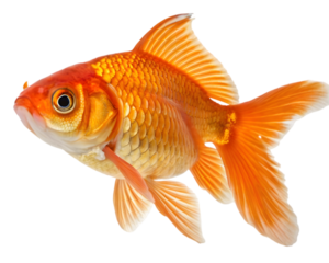 goldfish isolated on white background