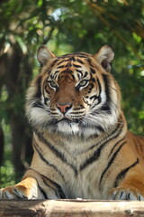 Close-up portrait of a tiger at Taronga Zoo, Sydney, Australia.