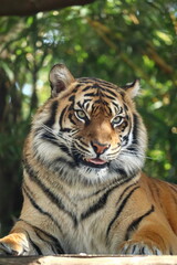 Close-up portrait of a tiger sticking out tongue at Taronga Zoo, Sydney, Australia.