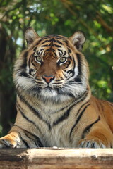 Close-up portrait of a tiger at Taronga Zoo, Sydney, Australia.