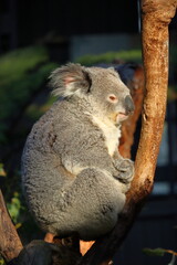 Koala relaxing on eucalyptus tree at Taronga Zoo, Sydney, Australia.