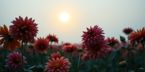Fototapeta premium Sunset Bloom A Field of Vibrant Pink and Orange Dahlias Silhouetted Against the Evening Sun
