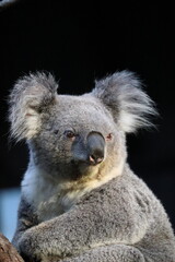 Close up koala relaxing on eucalyptus tree at Taronga Zoo, Sydney, Australia.