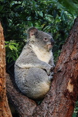 Koala relaxing on eucalyptus tree at Taronga Zoo, Sydney, Australia.