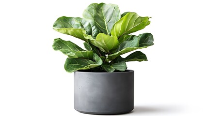 Lively indoor plant display home decorative content minimalist