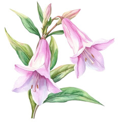Delicate Watercolor Illustration of Zampognain Flowers in Soft Pastel Colors with Retro Style Aesthetic