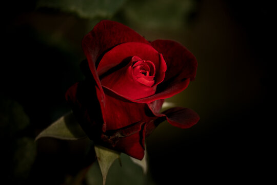 Red velvet blossom rose on dark background
