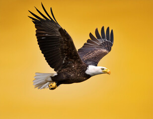 Obraz premium A majestic bald eagle soars through the air with its wings spread wide against a golden yellow sky.