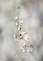Bright minimal floral wallpaper, white bokeh botanical backdrop
