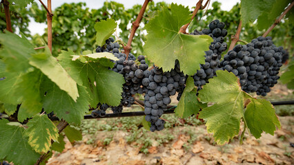 Ripe purple grapes hanging from a vine, ready for harvest in a vineyard