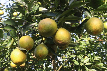 Citrus fruits on tree in farm