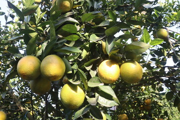 Citrus fruits on tree in farm