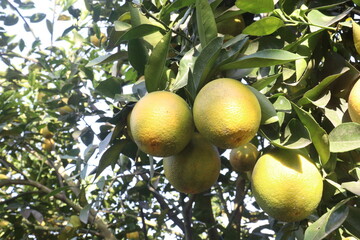 Citrus fruits on tree in farm