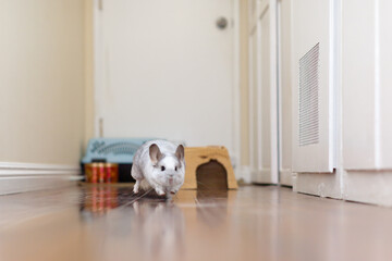 Chinchilla In Play