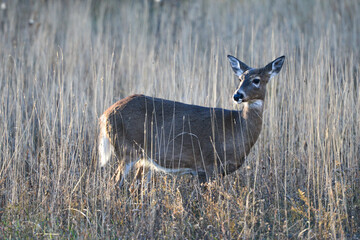 White tailed deer in Shenandoah National Park in autumn - Virginia, United States