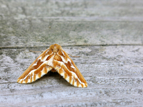 hickory tiger tussock moth insect with gray background
