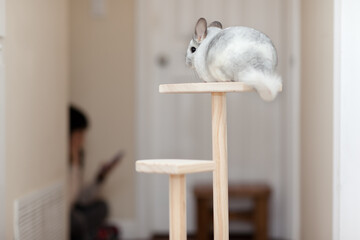 Chinchilla In Play