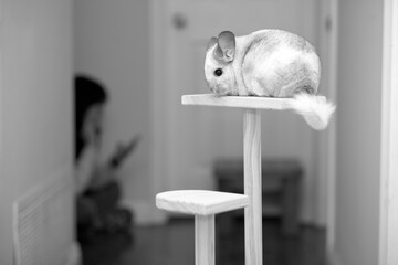 Chinchilla In Play