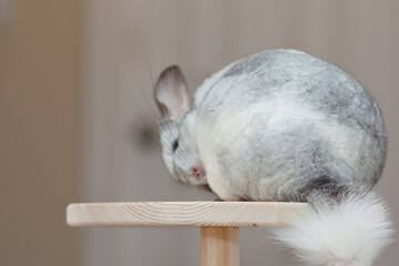 Chinchilla In Play