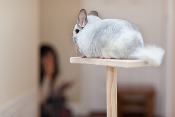 Chinchilla In Play