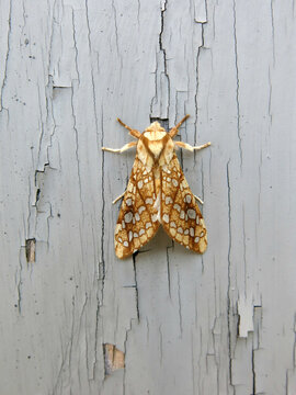 hickory tiger tussock moth insect with gray background