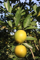 Citrus fruits on tree in farm