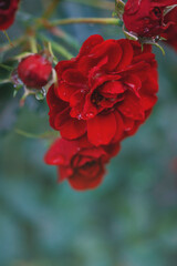 Vibrant roses with delicate petals covered in fresh dew drops