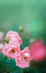 Obraz premium Soft petals of pink roses with drops of rain offer a serene and elegant floral display