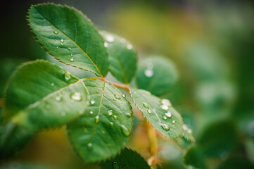 Closeup of vibrant green leaves adorned with fresh water drops