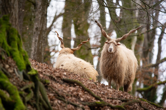 Racka Sheep in the Forest