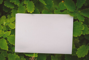 Empty white paper lies on green leaves of a plant, creating a rustic and natural background. The sheet blends with botanical foliage