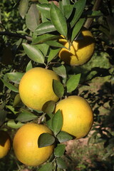 Citrus fruits on tree in farm