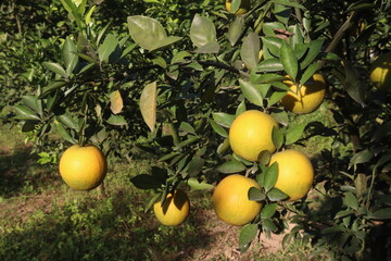 Citrus fruits on tree in farm