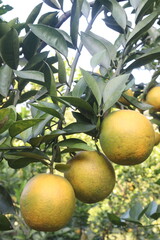 Citrus fruits on tree in farm