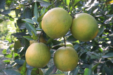 Citrus fruits on tree in farm