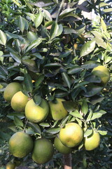 Citrus fruits on tree in farm