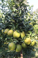 Citrus fruits on tree in farm