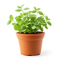 Fototapeta premium A potted marjoram plant isolated on white background