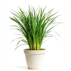A potted lemongrass plant isolated on white background