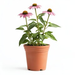 Obraz premium A potted echinacea plant isolated on white background