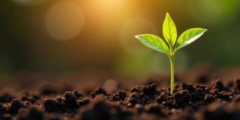 A Delicate Seedling Emerges, Reaching Towards the Warm Golden Light of the Setting Sun, a Symbol of New Growth and Renewal in Rich, Dark Earth